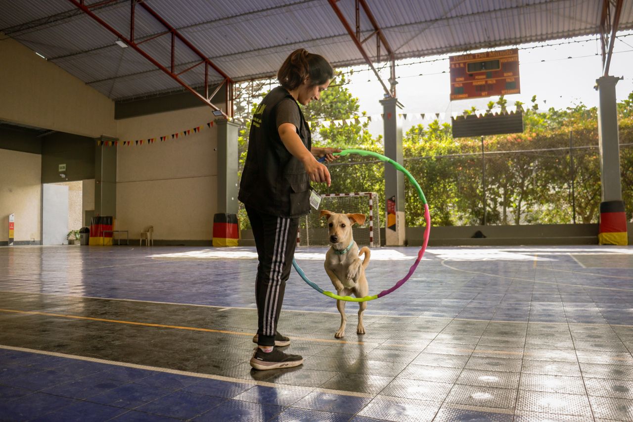 A woman trains a dog using a hula hoop in an indoor gym setting.