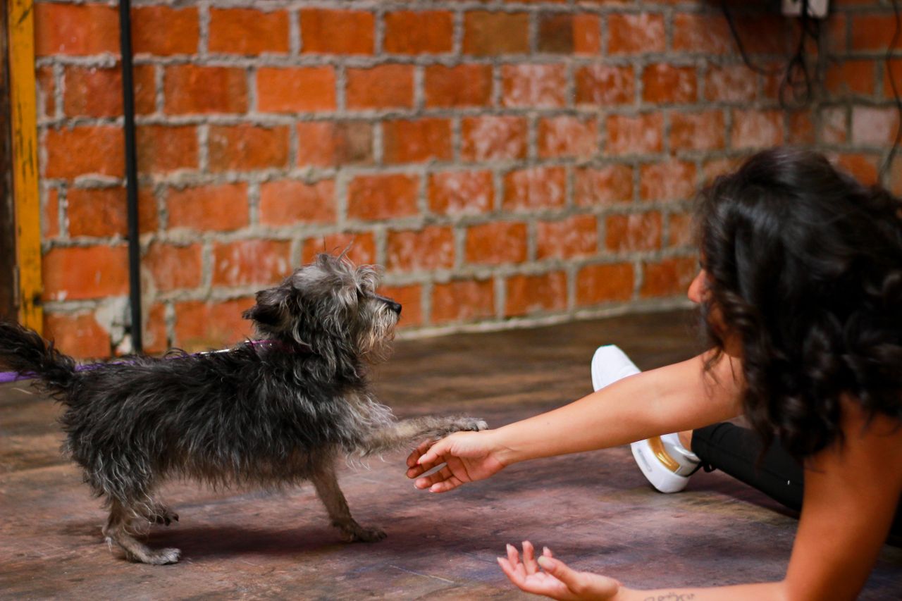 A woman interacts playfully with a terrier indoors against a brick wall.