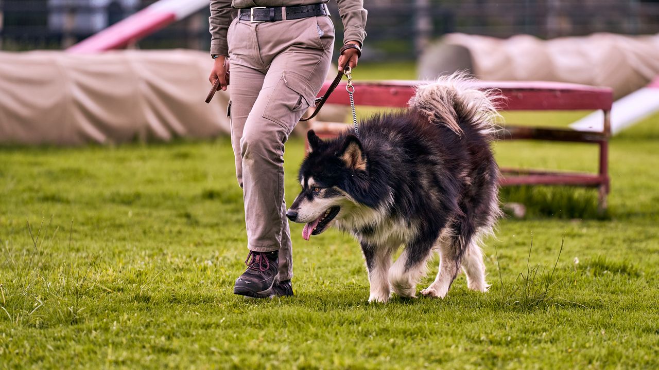 A person walks a furry dog on a leash in a green outdoor park setting during the day.